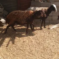 میش شال