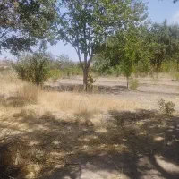 زمین باغی زعفرانی