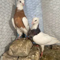 یک جفت طوقی