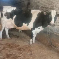 مدارک