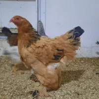 ۳تا مرغ برهما و دوتا مرغ مینیاتوری تخم گذار