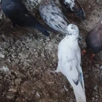 کفتر