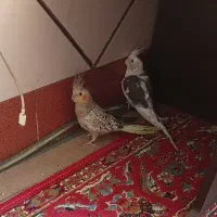 عروس هلندی گم شده