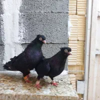 کبوتر ابادانی