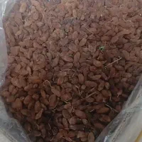 کشمش افتابی