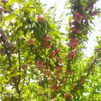 آلو شابلون خوشمزه مناسب تازه خوری