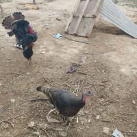 تخم مرغ وتخم بوقلمون برنز نطفه دار