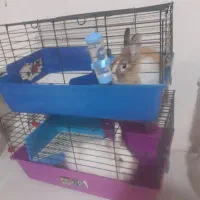 واگذاری خرگوش نر