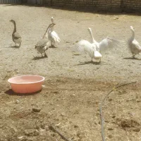 6عدد غاز سه تا نر سه تا ماده