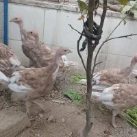 جوجه بوقلمون  بور بورن