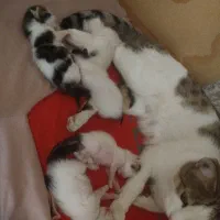 اهدای گربه رایگان به دوست داران حیوان