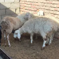 بره ماده تخمی جنس دار