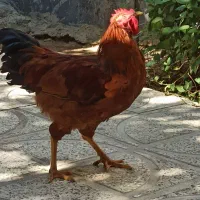خروس