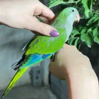 طوطی راهب سالم،نر،باتست