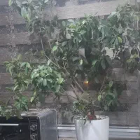 بنسای طبیعی ۱۰ ساله، سالم و زیبا