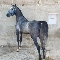 کره نر کرد درجه یک مخصوص تکبندی