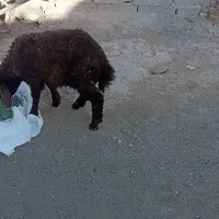 بره نر کاه خور فروشی یا معاوضه بخون