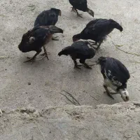 جوجه لاری پاپر ۲۵۰