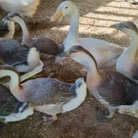 قوغاز لیندا و اوکراینی