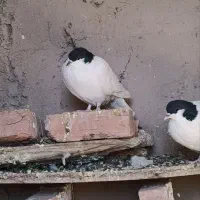 کبوتر|پرنده|قهستان, |دیوار