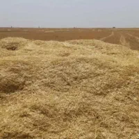 کاه گندم فله ای