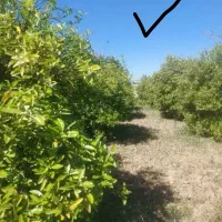 ۱۰۰۰ متر باغچه سر جاده اصلی  (عباس آباد و منتظری)