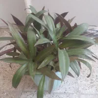 گلهای طبیعی