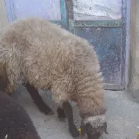 گوسفند شک قِسِر