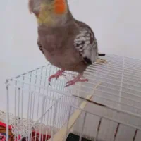 فروش پرنده با وسایل