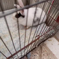 خرگوش