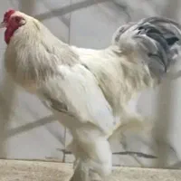 تخم برهما ۲۵۰