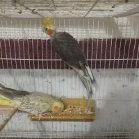 عروس هلندی با جوجه