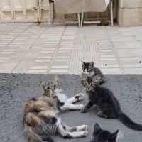 بچه گربه خونگی