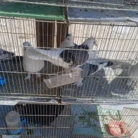 کبوتربرای فروش گورک