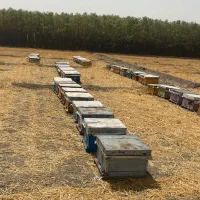 کندو زنبور عسل