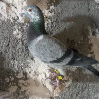 سه دانه حیون نر قلدر پرشی بضمانت کفتر بوم هستن