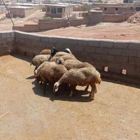 9 عدد میش|حیوانات مزرعه|کوهدشت, |دیوار