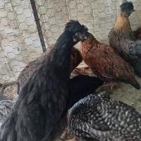 نیمچه|حیوانات مزرعه|نجفآباد, حومه نجف آباد|دیوار
