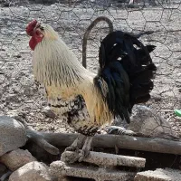 خروس
