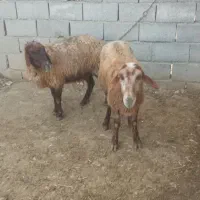 ۲ عدد میش گله گرد