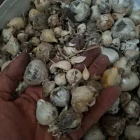 پیاز کوچک موسیر جهت کشت