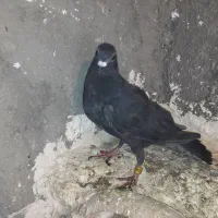 زاغ کرمونی پلاکی