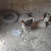 غاز