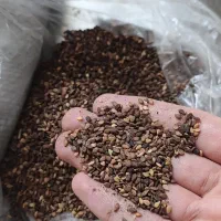 کنجد