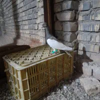 کبوتر|پرنده|اسفراین, |دیوار