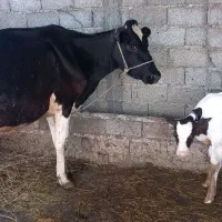 گاو تازه زایمان کرده با گوساله  نرمونتی میلیارد