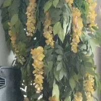 درخت اقاقیا