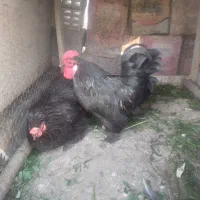 مرغ و خروس کوشین مشکی رنگ و خوشگل