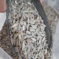 فروش مغز تخمه لوکس خام وشور کرده