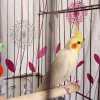 عروس هلندی وقفس